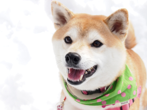 犬や猫たちの命を守っていく営業の仕事は、
人間としての成長も期待できる仕事でした。
